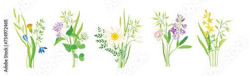 Wildflower Composition with Meadow Plants and Flora Vector Set