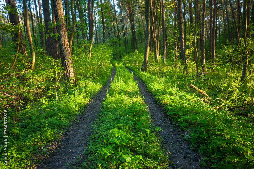 Fototapeta premium Dirt road in green spring fresh forest, May day