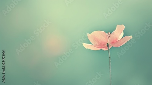 a single pink flower sitting on top of a green table next to a blurry blue and light green background. photo