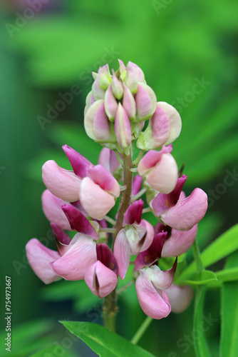 Pink lupin flower spike in close up