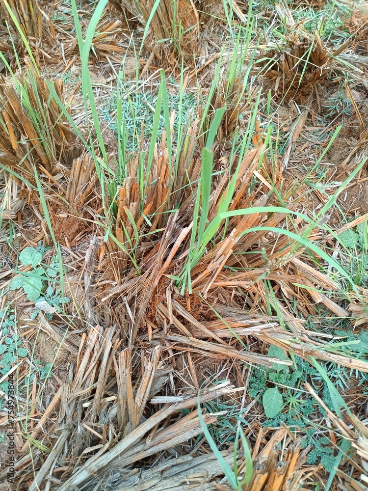 Chrysopogon zizanioides, commonly known as vetiver and khus, is a perennial bunchgrass of the family Poaceae. Chrysopogon zizanioides, commonly known as vetiver and khus, is a perennial bunchgrass of the family Poaceae.