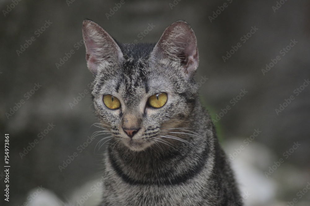 cute tabby cat cute tabby cat