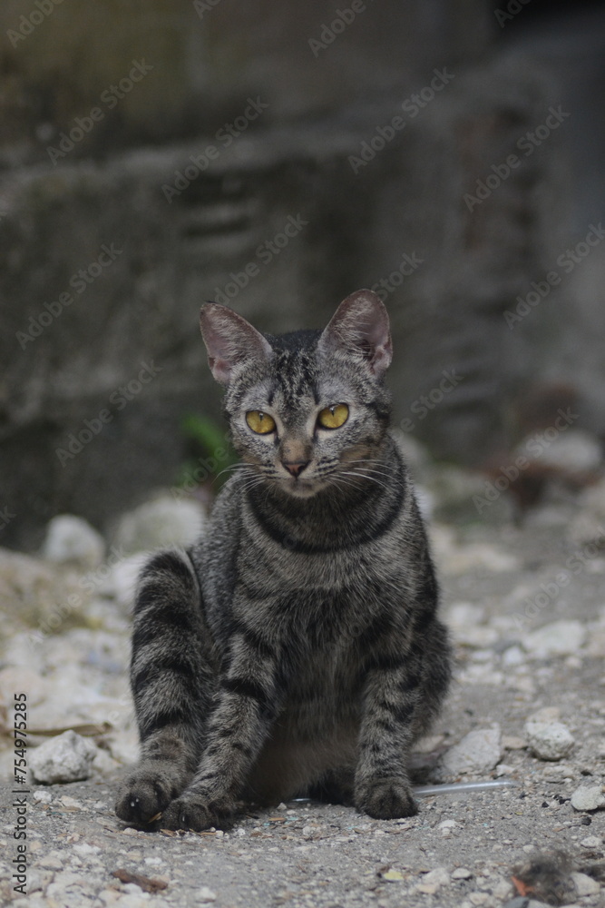 tabby cat looking forward and standing against 