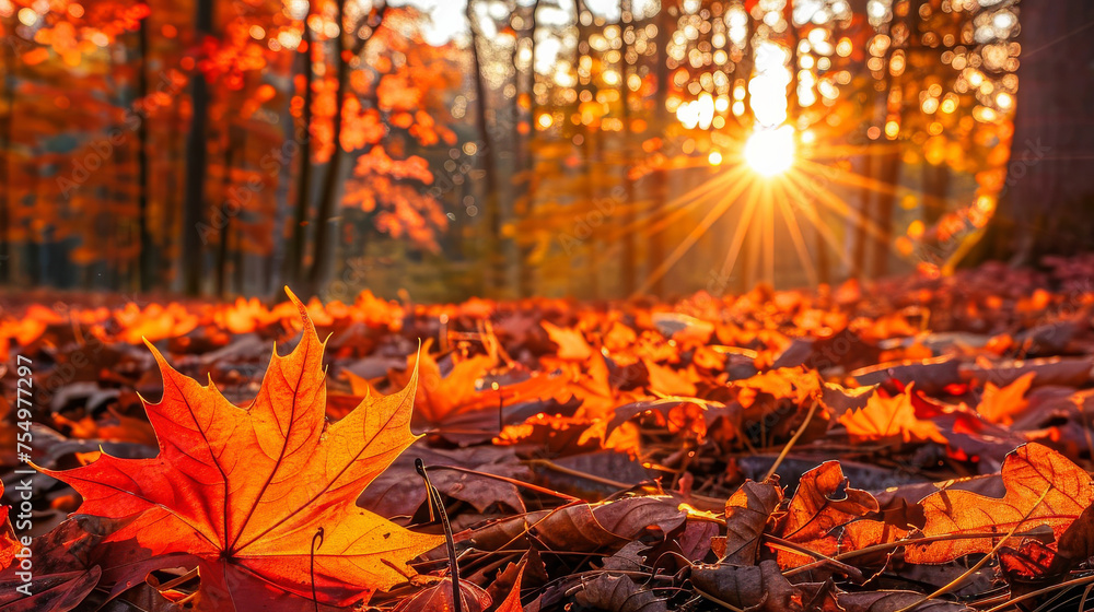A leaf is on the ground in a forest. The sun is shining on the leaf, making it look bright and beautiful