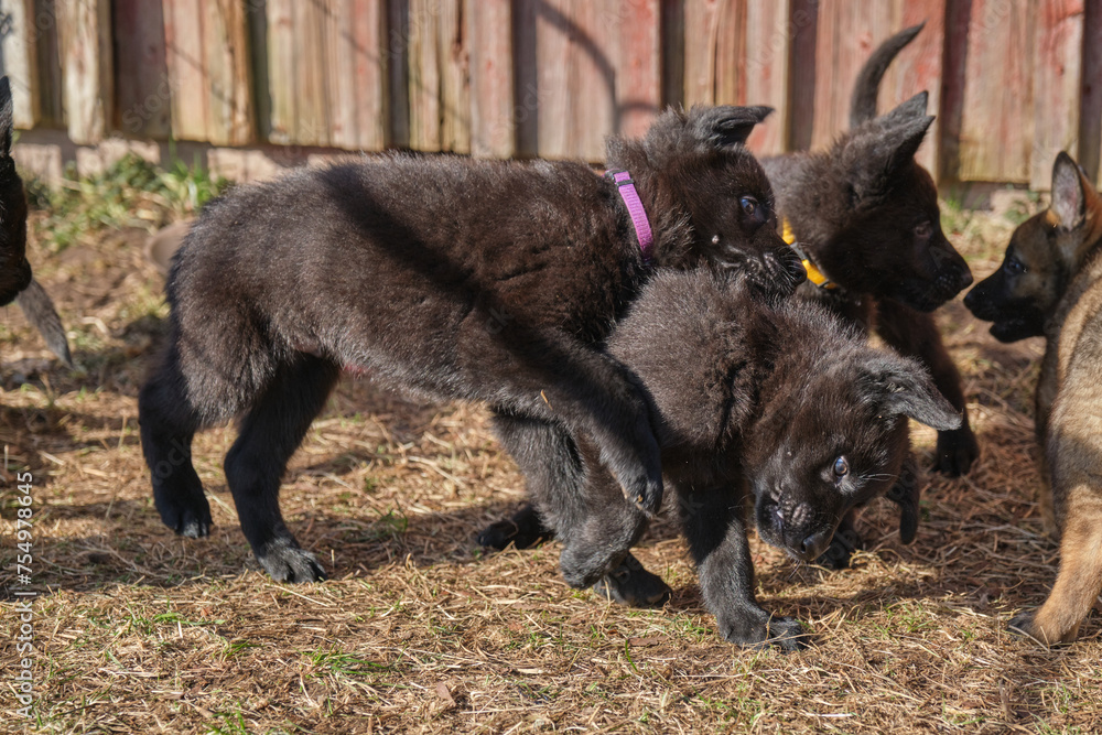 Beautiful gray and black German Shepherd puppies playing in their compound on a sunny spring day in Skaraborg Sweden Beautiful gray and black German Shepherd puppies playing in their compound on a sunny spring day in Skaraborg Sweden