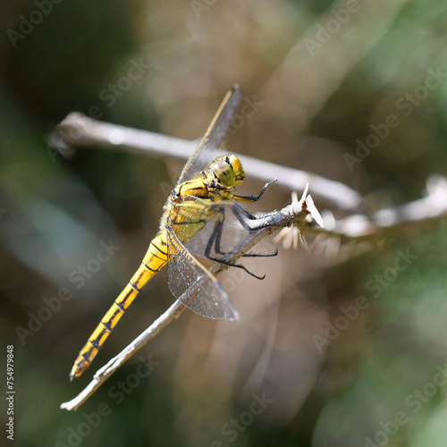 libellula nel bosco