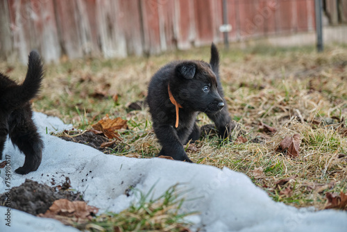 Beautiful gray and black German Shepherd puppies playing in their compound on a sunny spring day in Skaraborg Sweden