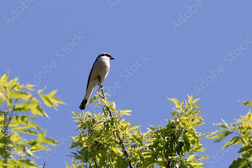 Great gray shrike sitting on a tree branch against a blue sky