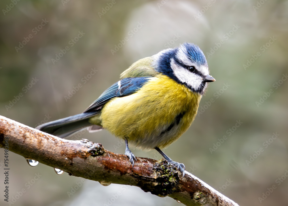 Blue Tit (Cyanistes caeruleus) - Found throughout Europe and parts of Asia Blue Tit (Cyanistes caeruleus) - Found throughout Europe and parts of Asia