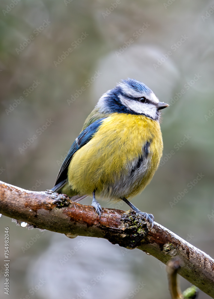 Blue Tit (Cyanistes caeruleus) - Found throughout Europe and parts of Asia Blue Tit (Cyanistes caeruleus) - Found throughout Europe and parts of Asia