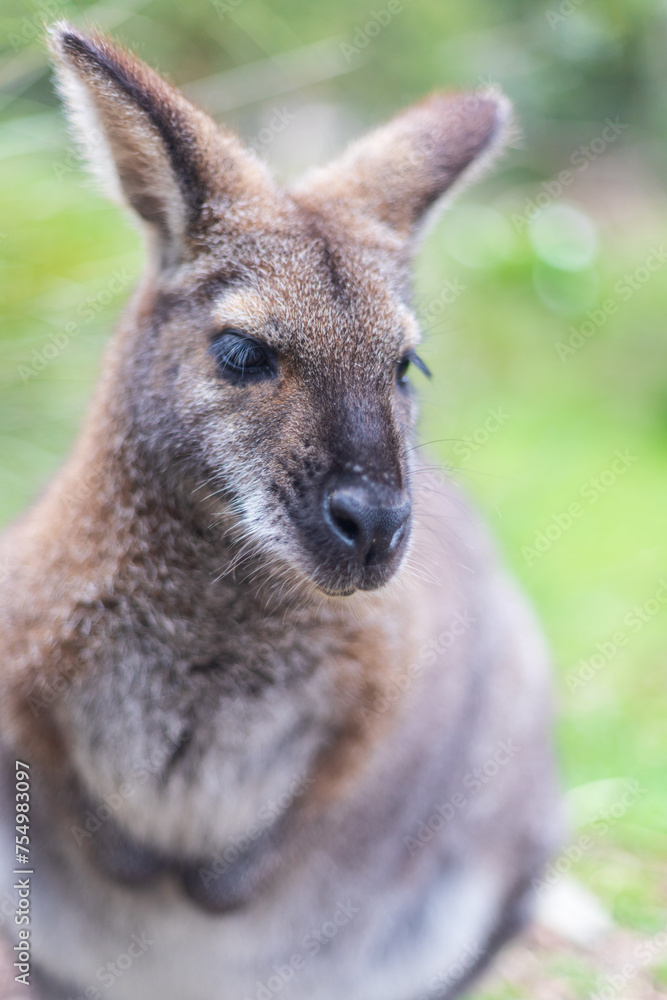 The Inquisitive Wallaby: A Glimpse into the Wild
