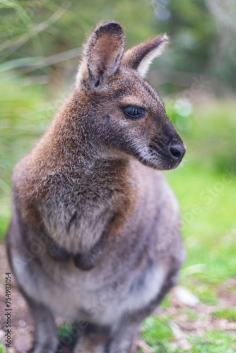 The Inquisitive Wallaby: A Glimpse into the Wild
