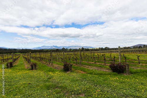 Fototapeta Naklejka Na Ścianę i Meble -  Autumnal Hues in Melbourne’s Wine Country: A Tapestry of Vines