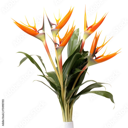 Bird of Paradise bouquet, bunch isolated on transparent png.