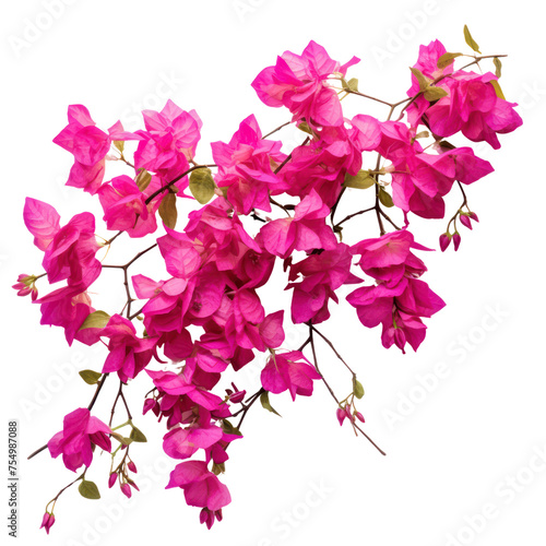 Bougainvillea bouquet, bunch isolated on transparent png.