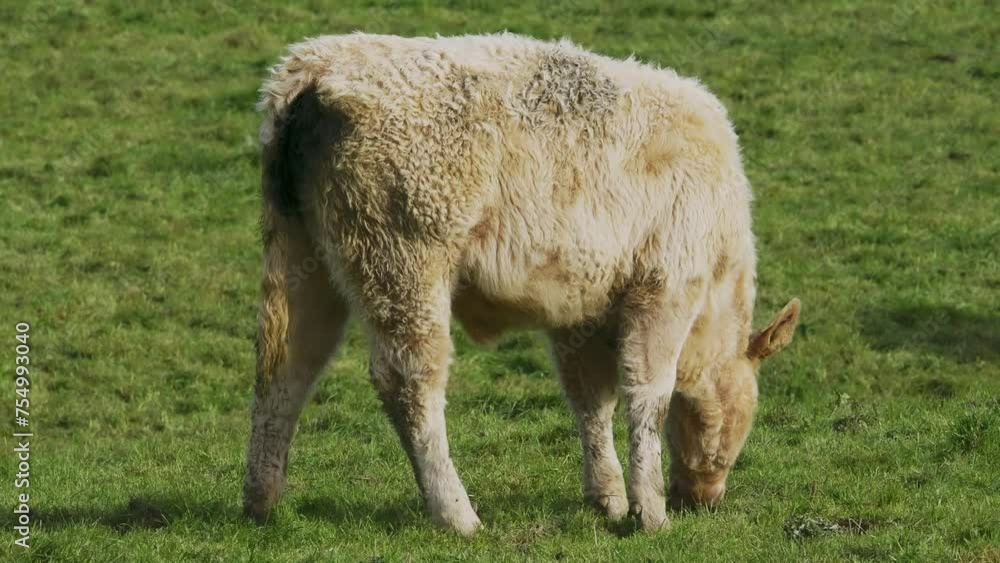 A calf is captured mid-graze, surrounded by vibrant green grass. A calf is captured mid-graze, surrounded by vibrant green grass.