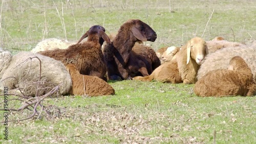 Sheep and lambs are lying on the grass.