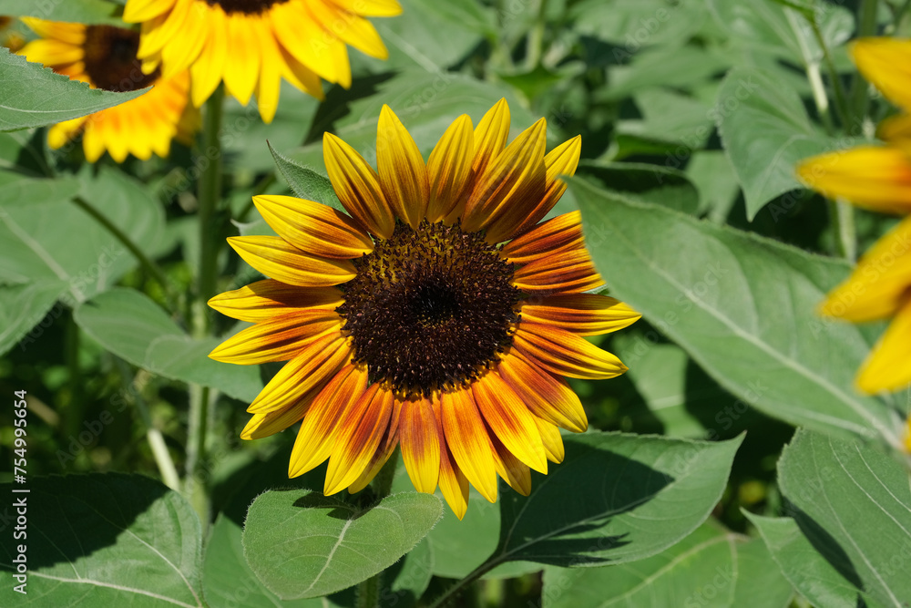 Sunflowers blooming in the park Sunflowers blooming in the park