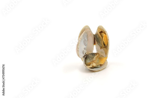 Clams on white background, natural seafood