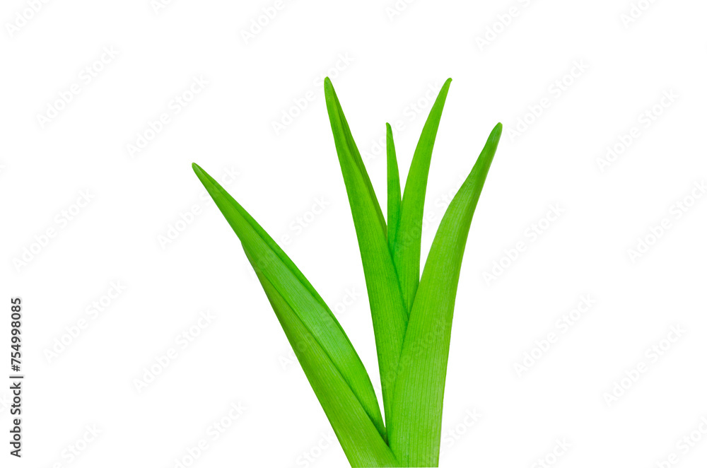 Single green lily leaf isolated on white background Floral leaves nature Young leaves of flowers Grass Spring time Single green lily leaf isolated on white background Floral leaves nature Young leaves of flowers Grass Spring time