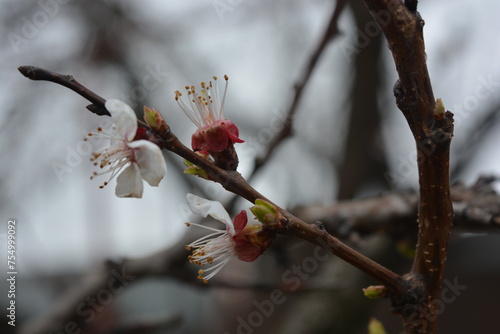 Beautiful  delicate  white apricot tree flowers in spring. Blooming apricot branches on the background of nature.