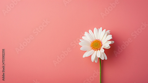 single daisy isolated peach fuzz background, minimal 