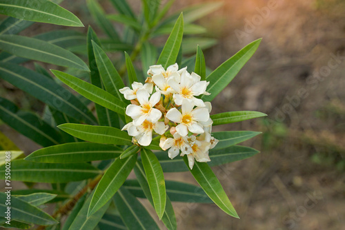 White Oleander flowers, which have pink and white flowers, have both double flowers and single flowers. When the flowers bloom, they have a fragrant aroma. Can bloom all year long. photo