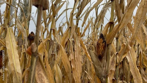 diseased pathology corn crop. Spoiled corn, dry stalks and diseased cobs, corn seeds