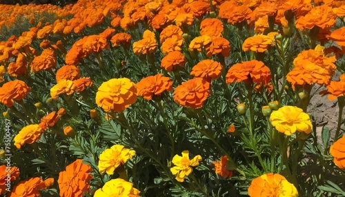 Butterflies Gathering Around A Field Of Marigolds