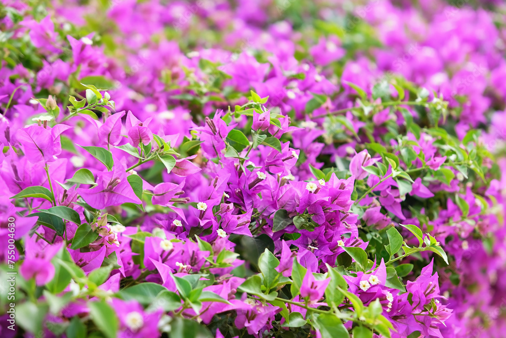 Blooming bougainvillea Magenta flowers close up, abstract natural background. south tropical beautiful plant. bright gentle floral image. template for design