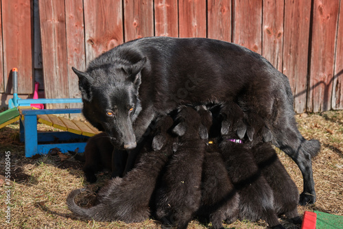 Beautiful gray and black German Shepherd puppies playing in their compound on a sunny spring day in Skaraborg Sweden