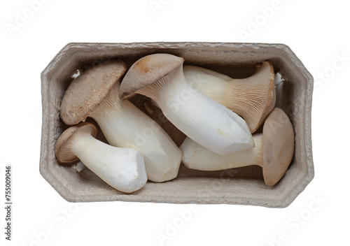 King trumpet mushroom (Pleurotus eryngii) on a white background photo