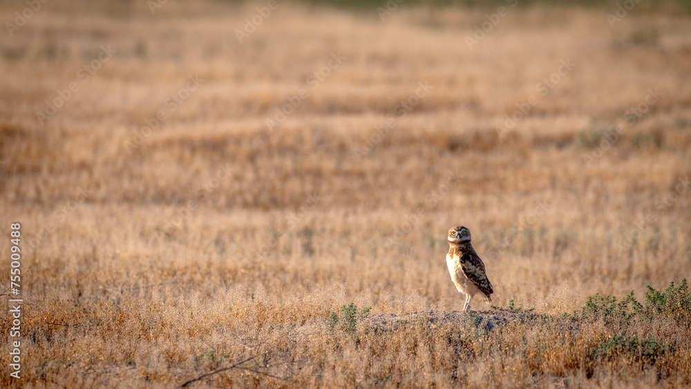 Owl standing in a field of golden brown Owl standing in a field of golden brown