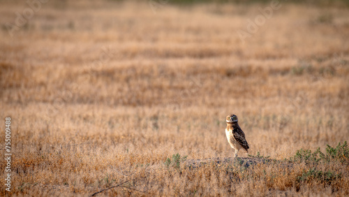 Owl standing in a field of golden brown © knowlesgallery