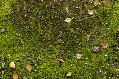 A mossy concrete surface with fallen tree leaves and loose pebbles