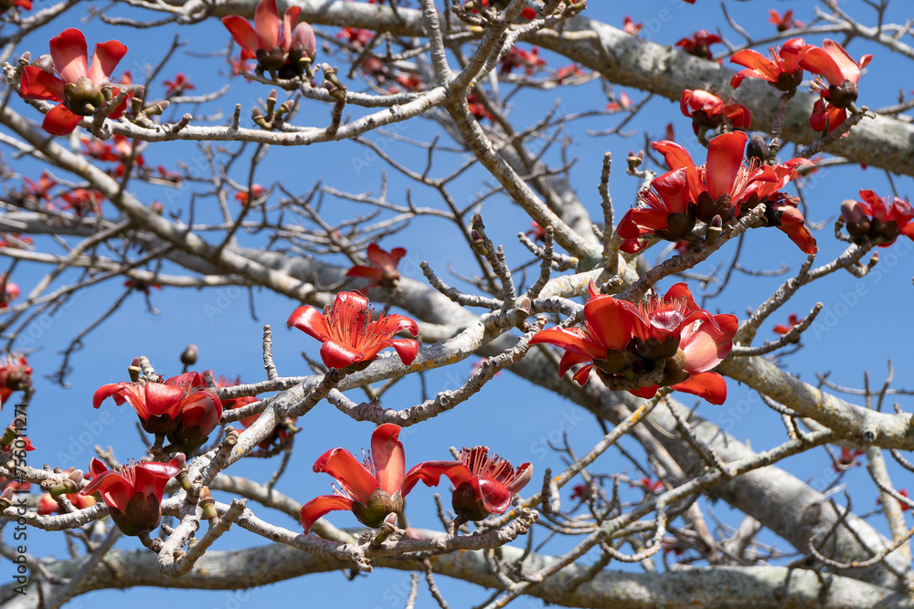 The Red Silk Cotton Tree, Bombax ceiba, is a tropical tree native to ...
