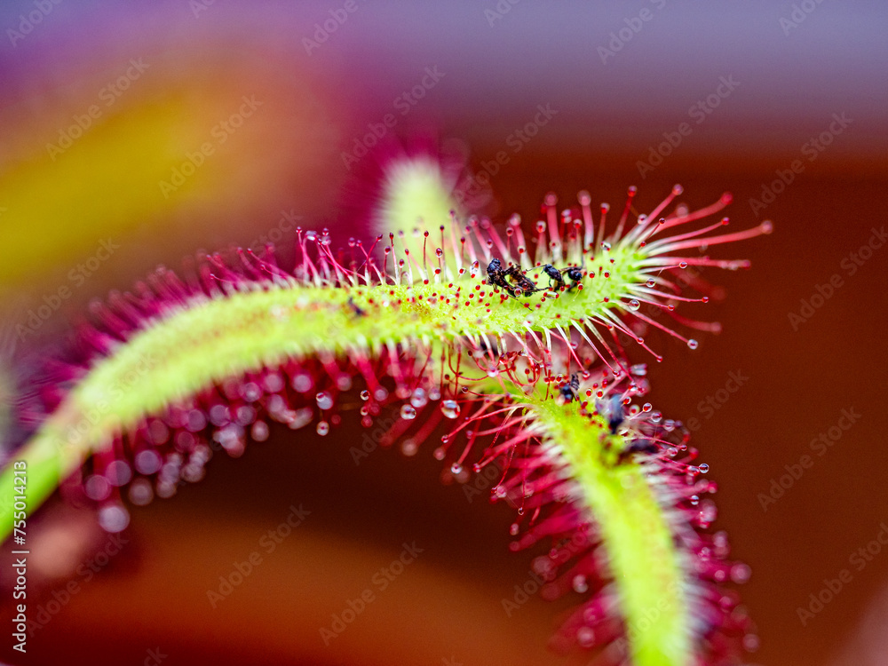 Naklejka premium Die Klebetentakel des Sonnentau