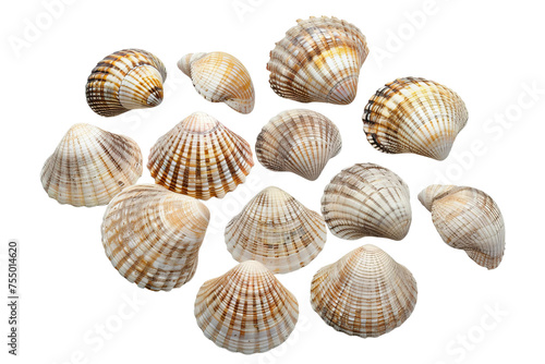 collection of seashells on white background 