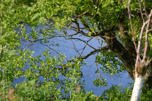 tree in water