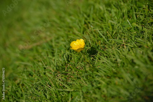 yellow flower in grass