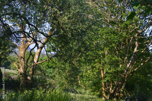 trees in the park