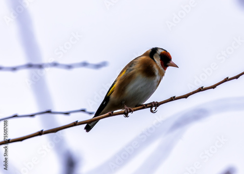 European Goldfinch (Carduelis carduelis) - Found across Europe, Asia & North Africa