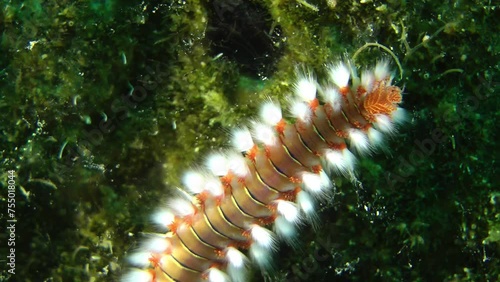 Poisonous polychaete Bearded fireworm (Hermodice carunculata) crawls along the seabed covered with algae, top view, close-up of the head. photo