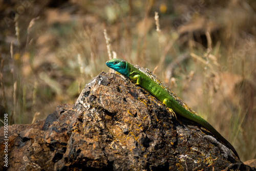 Lizard on the stone