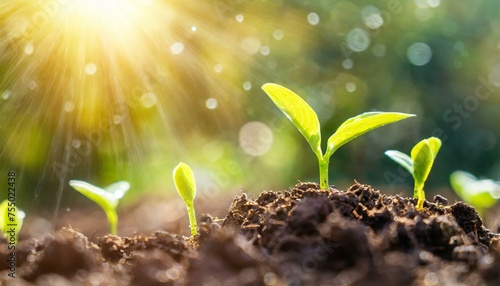  The seedling are growing from the rich soil to the morning sunlight that is shining, ecology concept. wide panoramic banner 