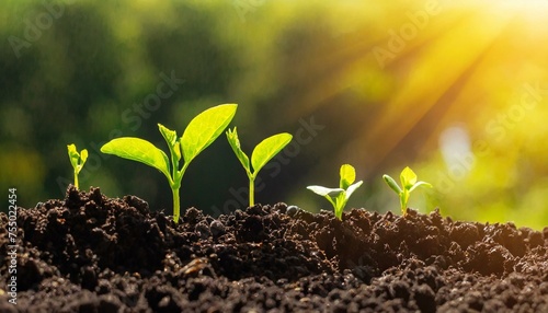  The seedling are growing from the rich soil to the morning sunlight that is shining, ecology concept. wide panoramic banner 