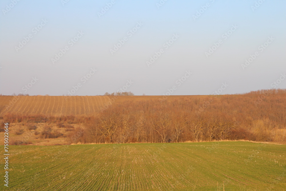 A field with trees and grass