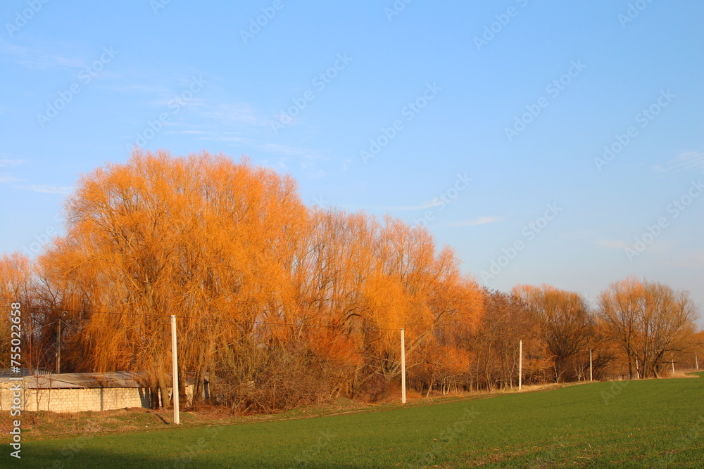 A field with trees and grass