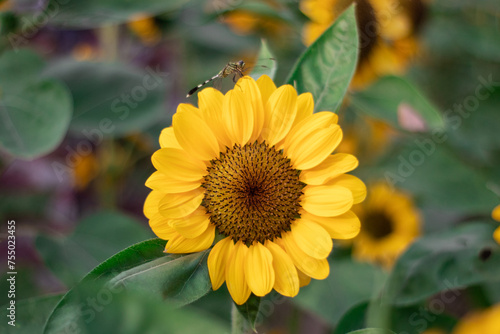 Sunflowers  Helianthus annuus  is an annual plant with a large daisy-like flower face.