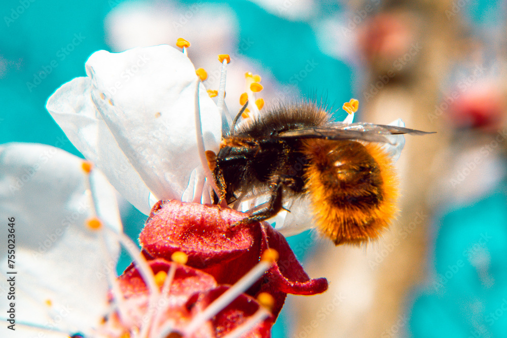 Naklejka premium Colorfull bee on the flower